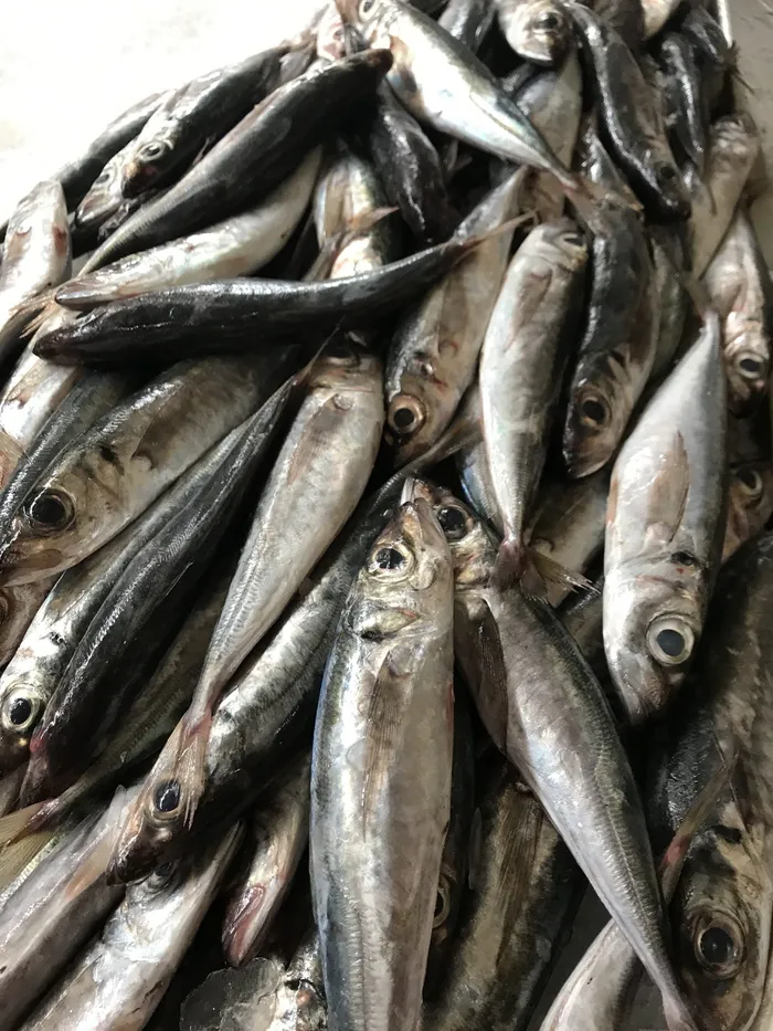 鱼，市场，食品，新鲜，海洋，海鲜，渔业