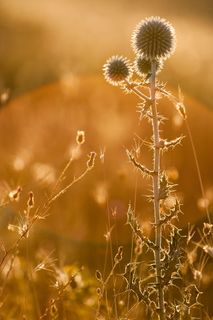 奶蓟，穗状花序，植物，自然，植物，花园，开花，建筑