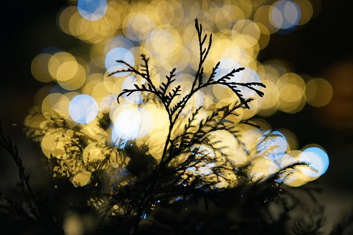 灯光，灯光，bokeh，植物，特写，无人，选择性聚焦，夜晚