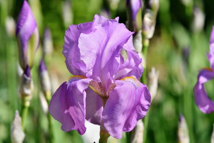 特写照片，紫色，鸢尾花，开花，鸢尾，鸢尾花，schwertliliengewaechs，开花