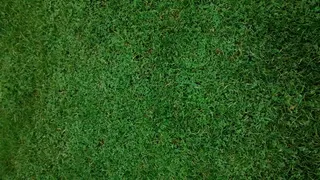 三叶草，三叶草四，绿色，绿色，背景，纹理，全框架，抽象