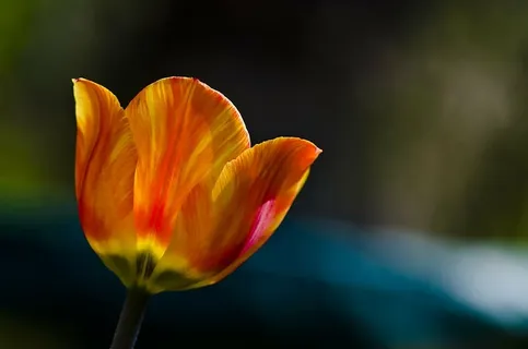 郁金香,春天,橙色,黄色,红色,春花,关闭,花 郁金香,春天,橙色,黄色,红色,春花,关闭,花