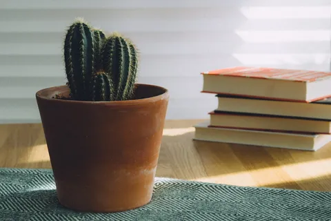 绿色仙人掌盆栽植物 绿色仙人掌盆栽植物