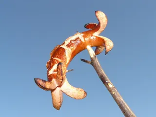 棕色、米色、棒状、热狗、香肠、香肠、红色、红色香肠