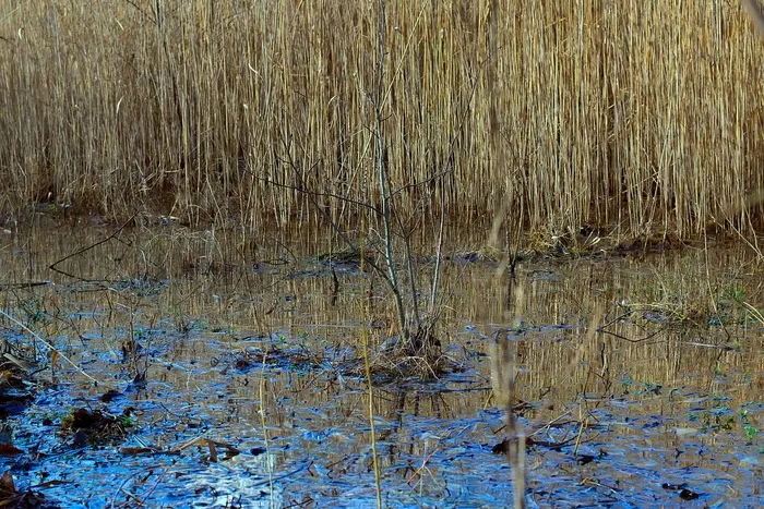 水池、水、镜像、自然、生物群落、schlifrohr、植物、宁静