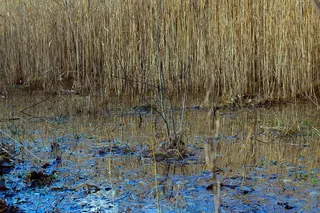 水池、水、镜像、自然、生物群落、schlifrohr、植物、宁静