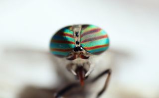 苍蝇，眼睛，颜色，宏，眼睛，动物主题，一种动物，无脊椎动物