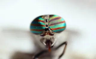 苍蝇，眼睛，颜色，宏，眼睛，动物主题，一种动物，无脊椎动物