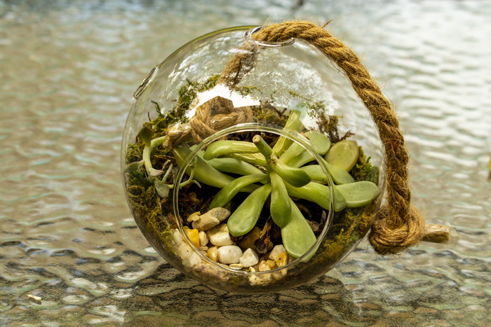 玻璃球，花盆，仙人掌，绳子，玻璃瓶，绿色，砾石，特写