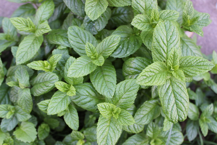薄荷、T恤、草药、药用植物、香气、味道、芳香、绿色
