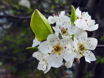 春天盛开的海棠白花。 春天盛开的海棠白花。