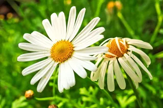 草地玛格丽特，玛格丽特，草地玛格丽特，野花草地