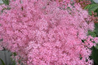 花，温柔，粉色，花园，自然，花，夏天，美丽