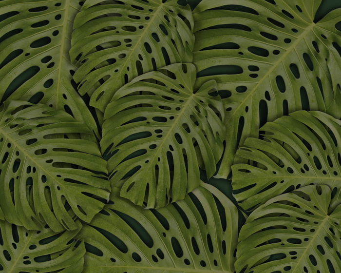 树叶的全画幅摄影