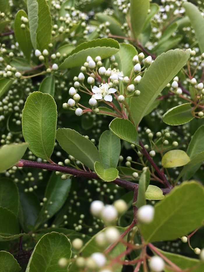 宏观，白色，花朵，自然，植物，植物，春天，花园
