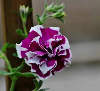 花,花园,紫白色花,自然,多年生,开花植物,新鲜,美丽 花,花园,紫白色花,自然,多年生,开花植物,新鲜,美丽