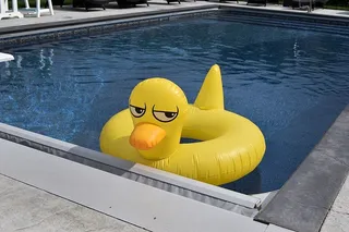 美国，北州，黄色，游泳池，游泳池，水，动物代表，代表