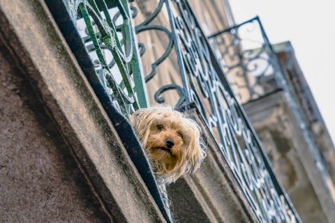 狗,宠物,犬,哺乳动物,动物,葡萄牙,波尔图,小狗 狗,宠物,犬,哺乳动物,动物,葡萄牙,波尔图,小狗