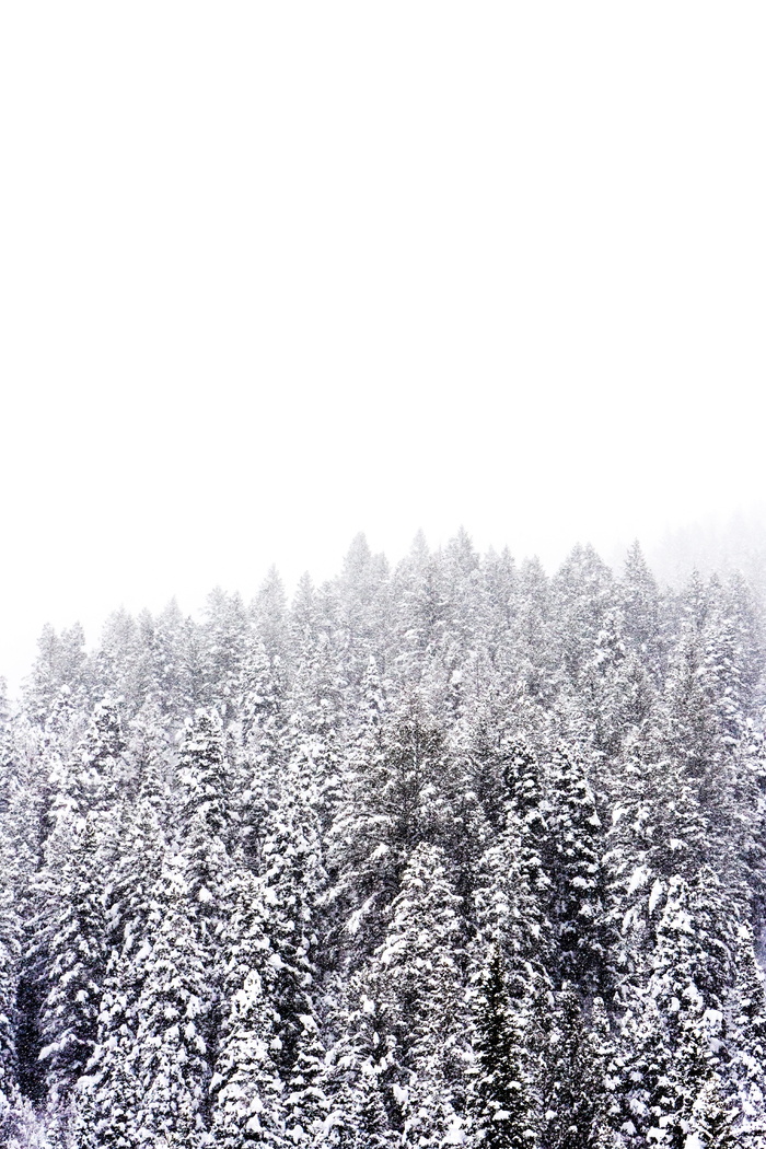 雪，冬天，白色，寒冷，天气，冰，树，植物