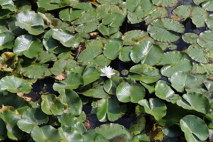 礼来，垫，花，叶，植物部分，叶，绿色，生长