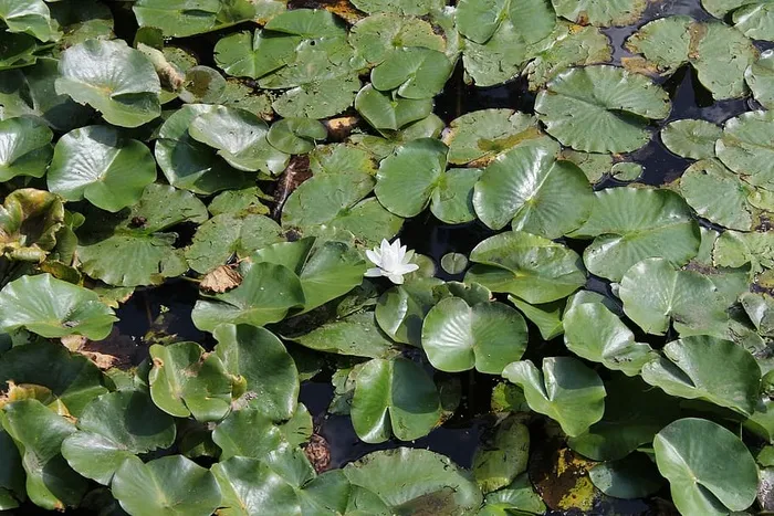 礼来，垫，花，叶，植物部分，叶，绿色，生长
