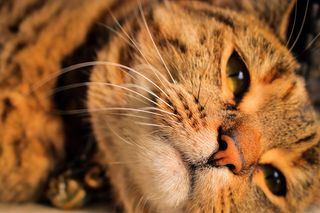 澳大利亚，悉尼，喵喵，毛茸茸的，可爱的，小猫，小猫，猫