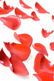 con2011,花,新鲜,礼物,孤立,花瓣,照片,红色 con2011,花,新鲜,礼物,孤立,花瓣,照片,红色