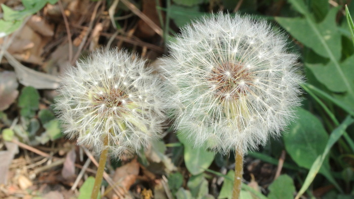 蒲公英, 蒲公英先生 Hall, 鲜花, 白, 蒲公英花, 蒲公英种子, 性质, 春天