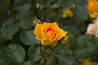 花，自然，花园，玫瑰，玫瑰开花，开花，开花，黄玫瑰