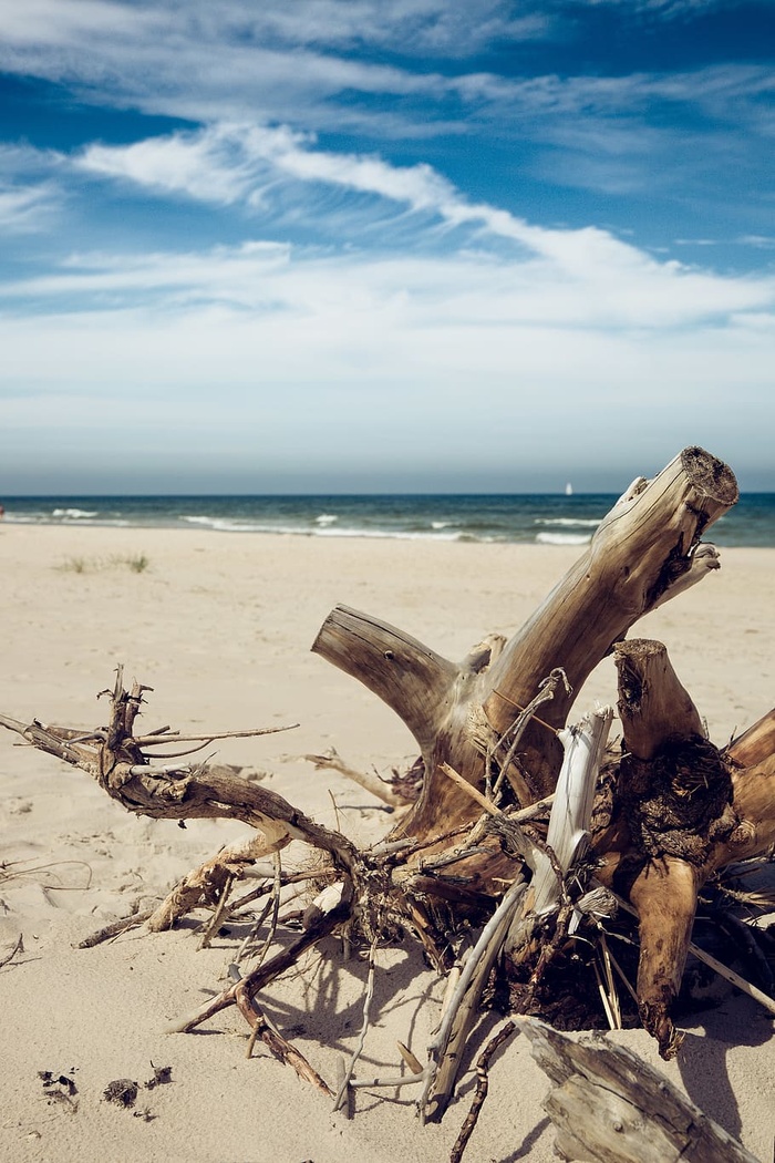 波兰、佐比诺、树木、沙滩、海滩、波罗的海、巴提克、海洋