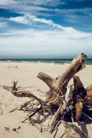 波兰、佐比诺、树木、沙滩、海滩、波罗的海、巴提克、海洋