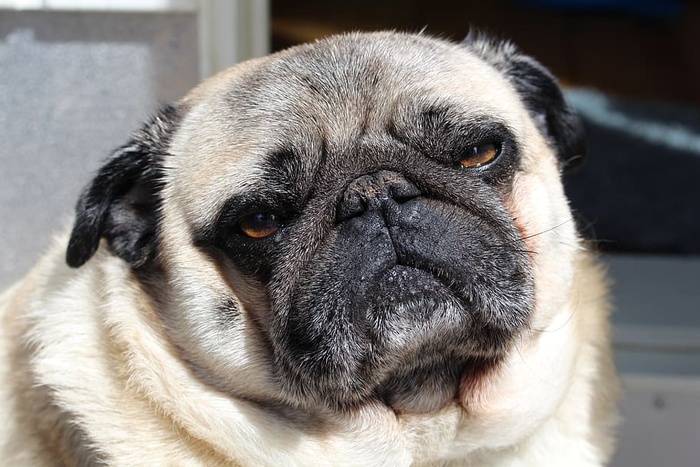 狗，闷闷不乐，一只动物，动物主题，宠物，家养，哺乳动物，家养动物