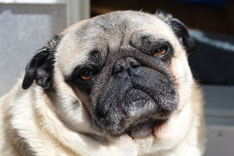 狗，闷闷不乐，一只动物，动物主题，宠物，家养，哺乳动物，家养动物