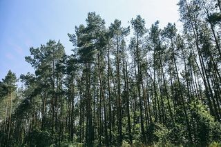 阳光斑驳的树林中的松树