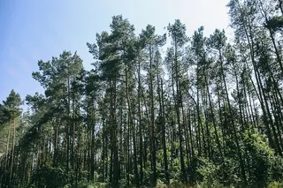 阳光斑驳的树林中的松树