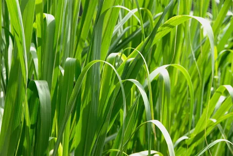 分辨率,高,宏观,草,景观,自然,绿色,植物 分辨率,高,宏观,草,景观,自然,绿色,植物