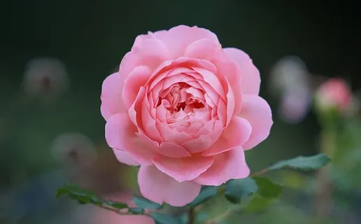 浅景深粉红玫瑰花照片 浅景深粉红玫瑰花照片