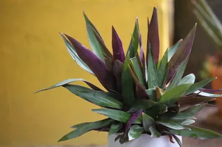 沙漠、植物、山峰、仙人掌、肉质、自然、墨西哥、乡村