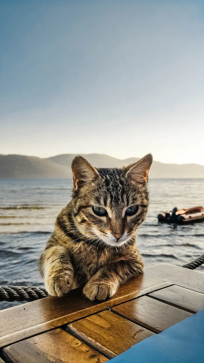 动物，猫，小猫，宠物，凝视，胡须，宠物，家养