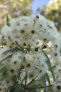 植物, 花, 开花, 蒲公英, 动物, 鸟, 陶器, 盆栽