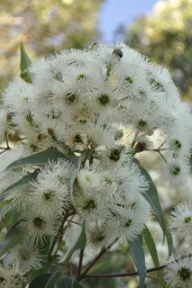 植物, 花, 开花, 蒲公英, 动物, 鸟, 陶器, 盆栽 植物, 花, 开花, 蒲公英, 动物, 鸟, 陶器, 盆栽