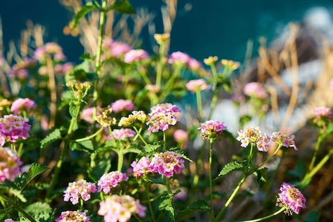 自然,花朵,宏观,春天,花朵,夏天,植物,粉色 自然,花朵,宏观,春天,花朵,夏天,植物,粉色
