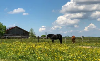 马，草地，偶合，动物，自然，动物世界，棕色，大马