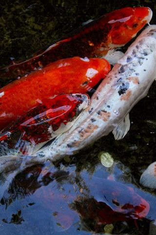 澳大利亚，莫斯曼，塔龙加动物园，池塘，动物园，塔龙加，鱼，钱