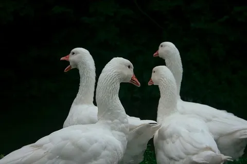 四只白色的鸭子，四只，白色的，天鹅，鸭子，天鹅，鸟，动物