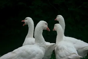 四只白色的鸭子，四只，白色的，天鹅，鸭子，天鹅，鸟，动物