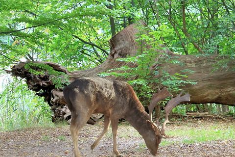 景观，森林，赫施，树木，翻转，夏天，野生动物，一只动物