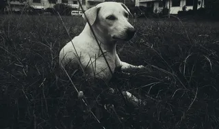 狗，爱，爱，宠物，小狗，可爱，动物，动物