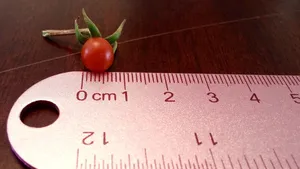 红樱桃番茄，番茄，小番茄，尺子，红色，食物，水果，樱桃