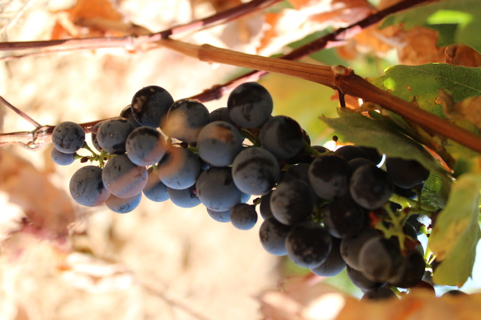 西班牙，cortijo de san isidro，葡萄藤，葡萄，葡萄栽培，马德里，葡萄，健康饮食